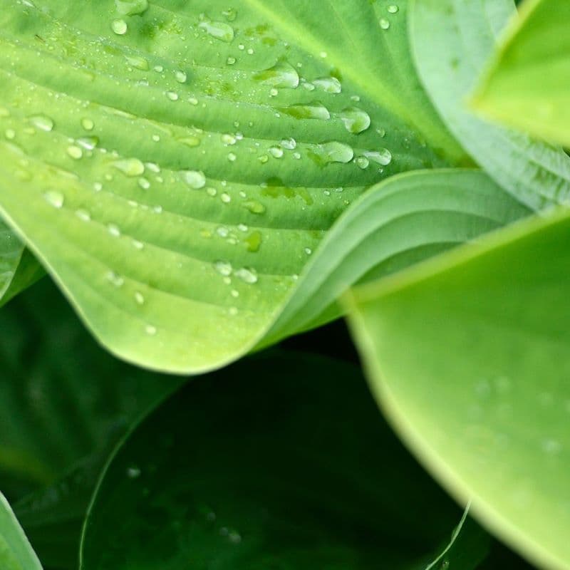 Made from plant sources