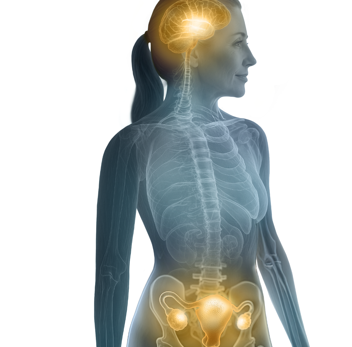 Science graphic of a woman with highlighting relevant hormane related organs