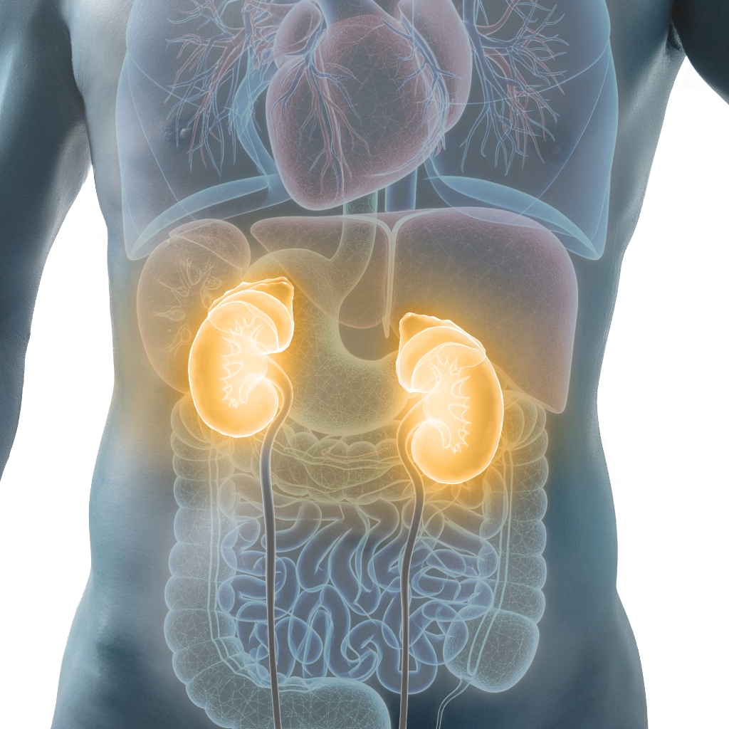Science graphic illuminating important hormone carrying organs